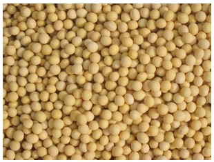 我們應(yīng)該怎么選購一臺性價比高的榨油機設(shè)備